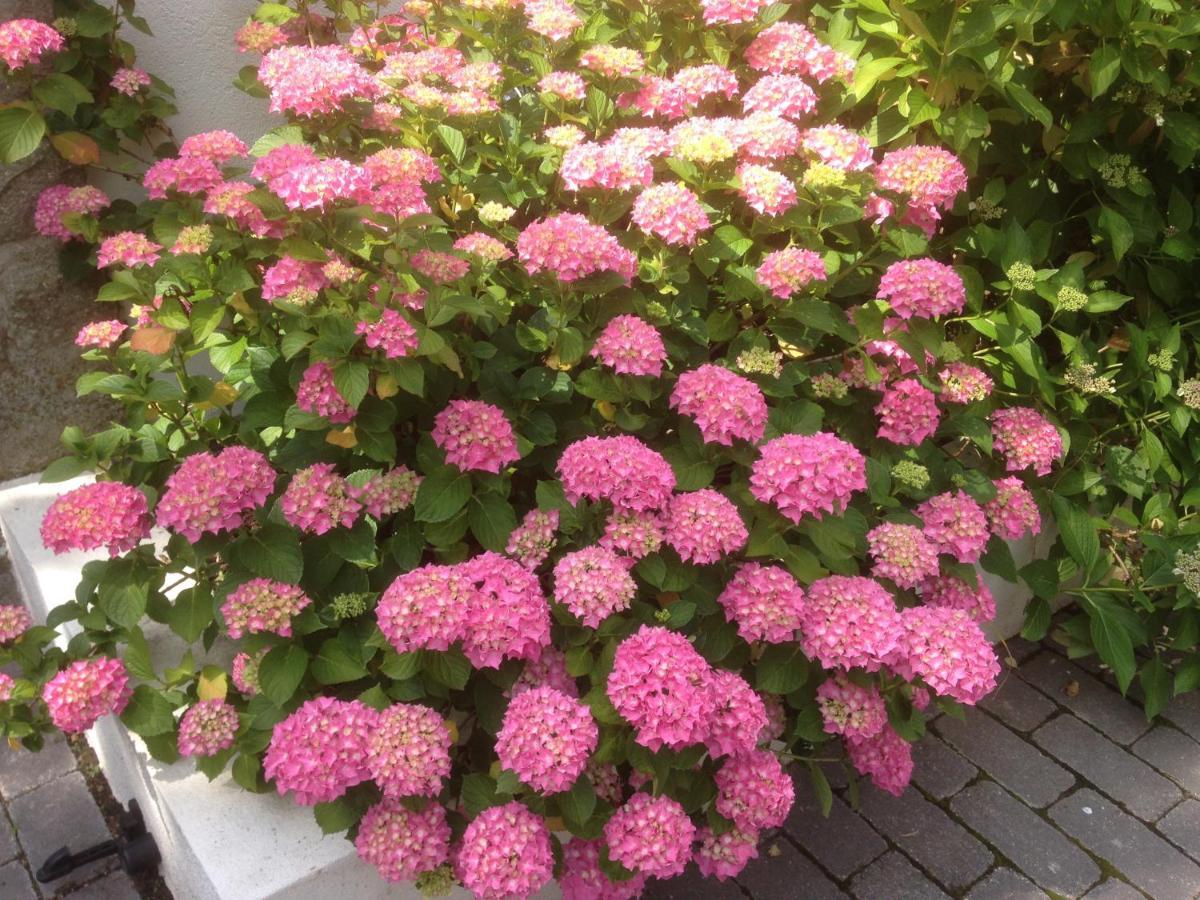 Les Hortensias Lantosque Ngoại thất bức ảnh